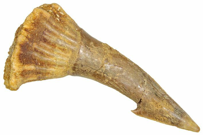 Fossil Sawfish (Onchopristis) Rostral Barb - Morocco #366694